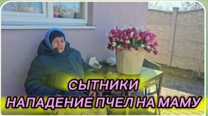 САМВЕЛ АДАМЯН, СЫТНИКИ, НАПАДЕНИЕ ПЧЕЛ НА МАМУ..