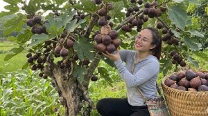 Собираю гигантский медовый инжир для продажи на рынке и готовлю ужин дома. Энн Ли