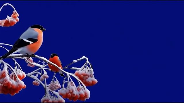 Снегири 7_encoded