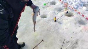 Белая резина .Спортзона