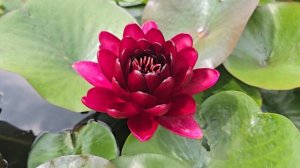 Нимфея,кувшинка Black princess (Блэк принцесс) Черная принцесса.