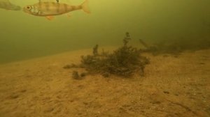 Лунный календарь клева рыбы на март 2026 🎣 Лучшие дни для рыбалки | Когда будет бешеный клёв