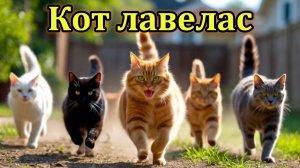 "Кот лавелас" (Пенсионер Любви)