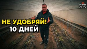 Первые 10 дней после высадки томатов: главная ошибка в теплице