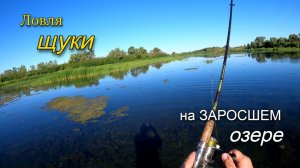 Ловля щуки на неогруженный силикон на заросшем травой озере