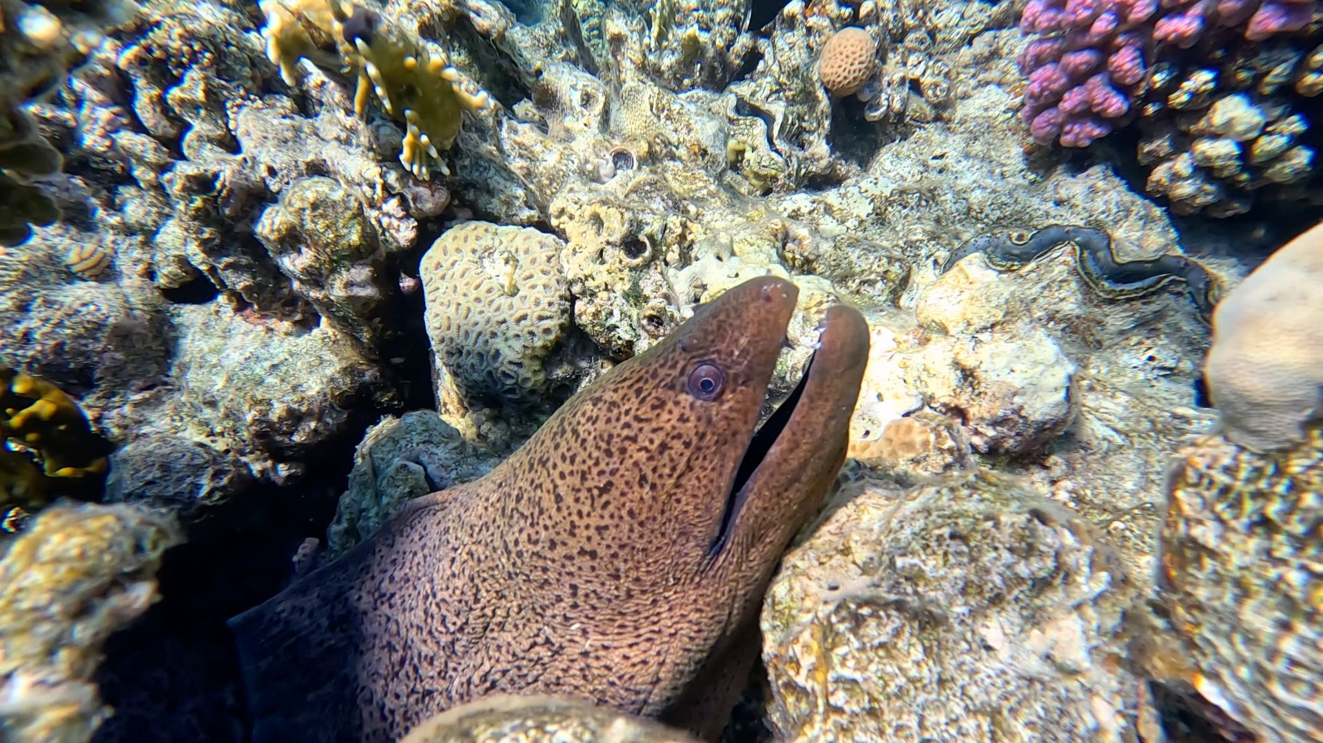 Снорклинг №2 в Наама Бэй, Шарм-эль-Шейх, Египет - февраль 2026