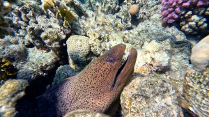 Снорклинг №2 в Наама Бэй, Шарм-эль-Шейх, Египет - февраль 2026