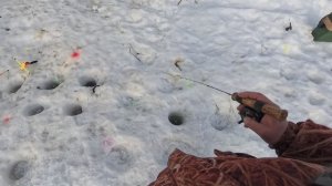 Daiwa в деле, шикарная мамка