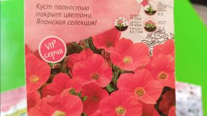 Посев Петунии, Петхоа  и Агератума. 🌺🌱🌸