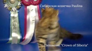 Сибирская девочка Paulina, 4 месяца, окрас черный пятнистый с белым.