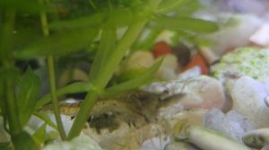 Беременная креветка