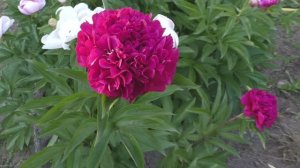 сеянец  Бачата