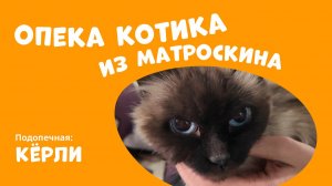 Опека котика из Матроскина: кошка Керли!