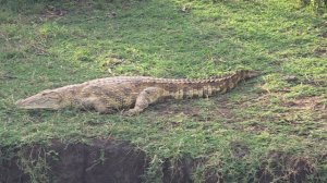 Семейная парочка нильских крокодилов в Уганде, самка и самец очень отличаются