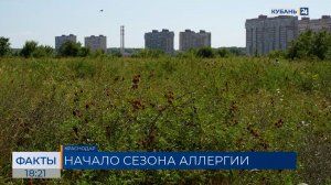 Сезон аллергии начался в Краснодарском крае