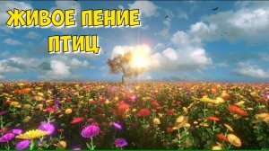 Звуки природы, птиц, расслабляющая музыка для сна и отдыха, relax music