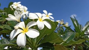 Белая плюмерия!