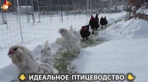 Идеальное птицеводство достойно восхищения 🐓🦆🦢🦚🦃🐔 эпизод (465)