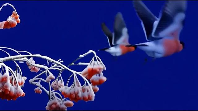 Снегири 3_encoded