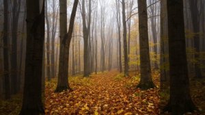 Густой туман, опавшая листва