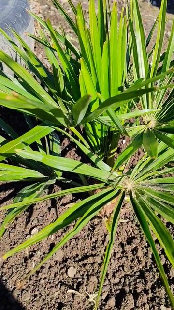 Как перезимовала маленькая пальма