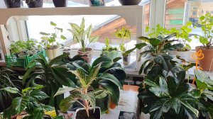 На улице метель, а я купила грунт и весь день провела с цветами.