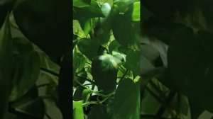 Кривое зеркальце обзоры на Губареву- Проснулась Алиса, и планы губы пошли по бороде.