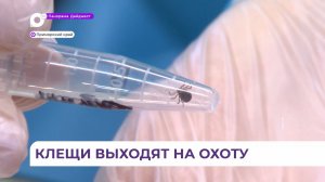 Сезон активности клещей стартовал в Приморском крае