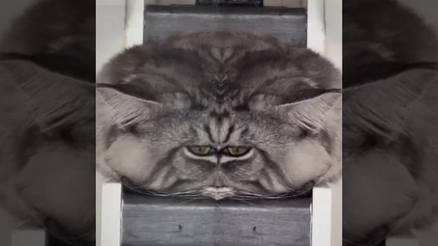 Инопланетянин