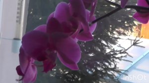 Весна на даче. (Архив)