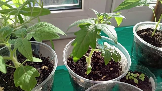 ОБЗОР РАССАДЫ В НАЧАЛЕ МАРТА.