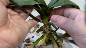 Восстановление тургора листьев. Все этапы