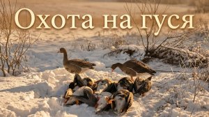 Охота на гуся #34.2 | Сильный мороз и неактивный гусь