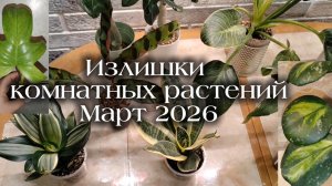 Излишки комнатных растений на продажу | Март 2026