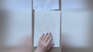 Подготовка к МК тюльпаны, рисунок