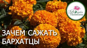 ЗАЧЕМ САЖАТЬ БАРХАТЦЫ