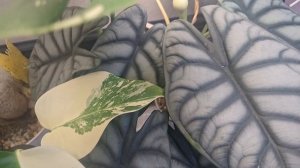 Яркие растения на цветочных полках