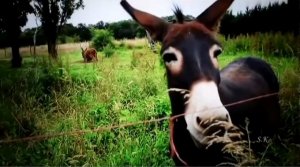 Всё могут короли? 🤔