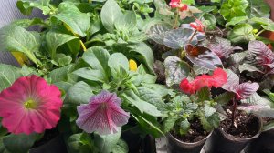 Как вырастить из семян Немезию и Годецию. Какие цветы посею в марте. Обзор всходов и рассады цветов.