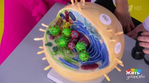 Грипп - прививка поможет? Жить здорово! Фрагмент выпуска от 12.03.2026