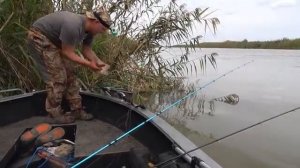 ВОТ ЭТО ДА! ОНИ ЛОМАЮТ СНАСТИ! САЗАНЫ И СОМЫ БЕШЕНЫЙ КЛЁВ. Рыбалка на закидушки.