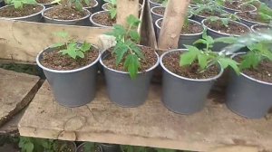 БОЛЬШАЯ ПИКИРОВКА - томатов, петунии и др. рассады