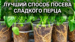 Я испортил кучу рассады ПЕРЦА пока не узнал про этот способ пикировки рассады перца 🌶️🌱