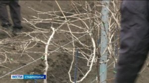 Сады Ставрополья успешно перезимовали