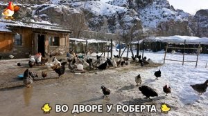 Содержание кур в домашних условиях и других птиц во дворе у Роберта 🐣🐤🦆🐔🪿🦃 (440)