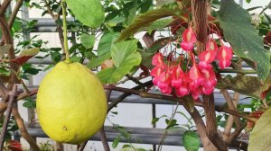 Немного экзотики. Саратовский лимонарий.