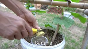 Не выбрасывайте шкурки! Секретная подкормка для огурцов из бананов 🍌🥒