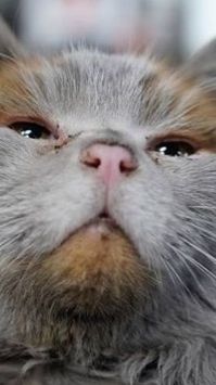 Когда по ночам слышу вопли котов