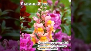 Цветы которые сеем в марте