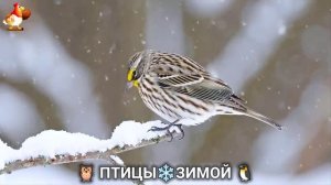 Птицы зимой в лесу 🐦_⬛🦉 🦤 видео для отдыха душой 🦅🌲(23)